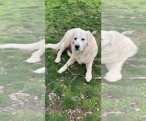 Father of the English Cream Golden Retriever puppies born on 07/18/2025