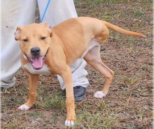 Medium Photo #3 American Pit Bull Terrier-Unknown Mix Puppy For Sale in Wetumpka, AL, USA