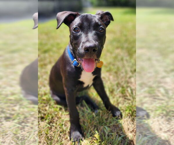 Medium Photo #6 American Staffordshire Terrier-Unknown Mix Puppy For Sale in Royal Palm Beach, FL, USA