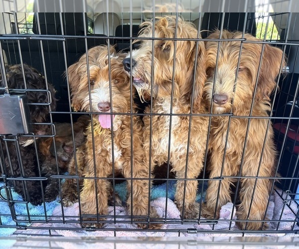 Medium Photo #1 Australian Labradoodle Puppy For Sale in WINDSOR, SC, USA