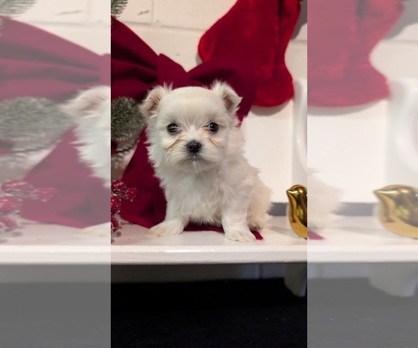 Medium Photo #13 Maltese Puppy For Sale in GOSHEN, IN, USA
