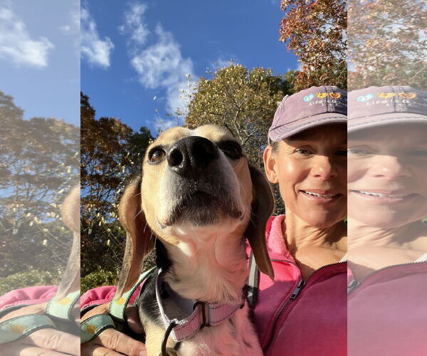 Medium Photo #4 Beagle Puppy For Sale in Woodbury, NY, USA