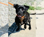 Small #1 Dachshund-Jack Russell Terrier Mix