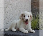 Small Photo #4 Goldendoodle-Poodle (Miniature) Mix Puppy For Sale in HONEY BROOK, PA, USA