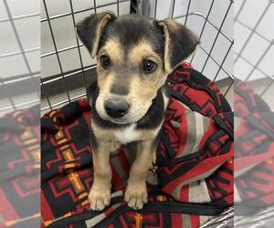 Labrador Retriever-Unknown Mix Dogs for adoption in HESPERIA, CA, USA
