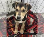 Small Labrador Retriever Mix