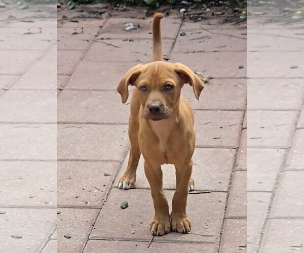 Medium Photo #9 Doberman Pinscher-Labrador Retriever Mix Puppy For Sale in Spotsylvania, VA, USA