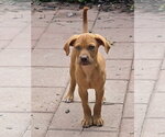 Small #8 Doberman Pinscher-Labrador Retriever Mix