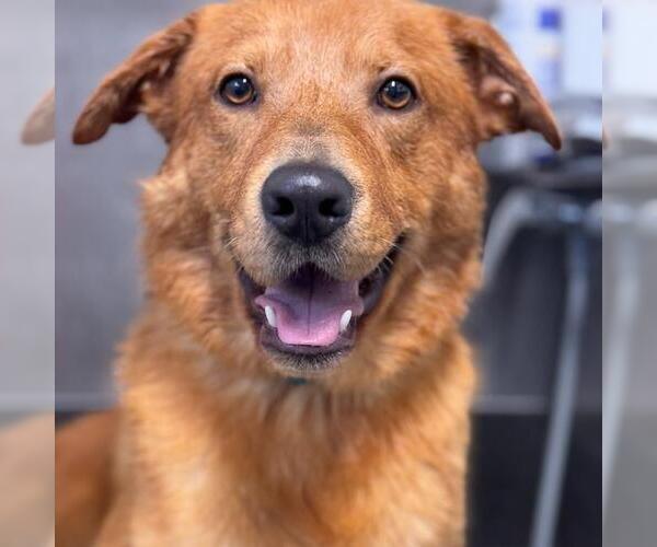 Medium Photo #3 Golden Retriever-Unknown Mix Puppy For Sale in San Diego, CA, USA