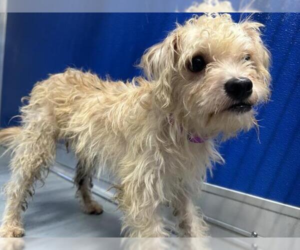 Medium Photo #1 Cairn Terrier-Unknown Mix Puppy For Sale in Visalia, CA, USA