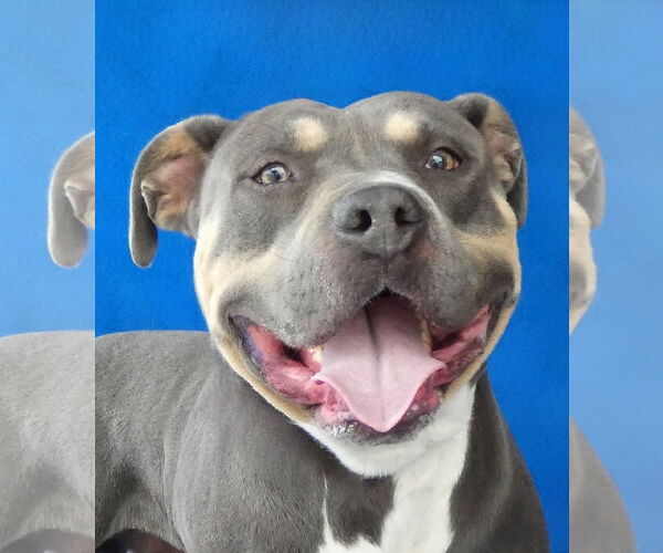 Medium Photo #1 American Staffordshire Terrier Puppy For Sale in Pasadena, CA, USA