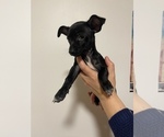 Small Photo #2 Chihuahua Puppy For Sale in CHICAGO, IL, USA