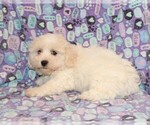 Small Photo #3 Zuchon Puppy For Sale in BLOOMINGTON, IN, USA