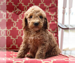 Small #5 Goldendoodle-Poodle (Standard) Mix