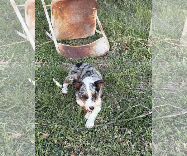 Medium Photo #4 Border-Aussie Puppy For Sale in Dallas, TX, USA