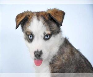Boxer-Siberian Husky Mix Dogs for adoption in Fort Collins, CO, USA