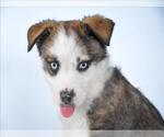 Small Boxer-Siberian Husky Mix