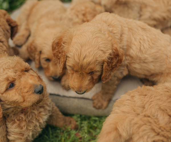 Medium Photo #27 Goldendoodle Puppy For Sale in PECK, KS, USA