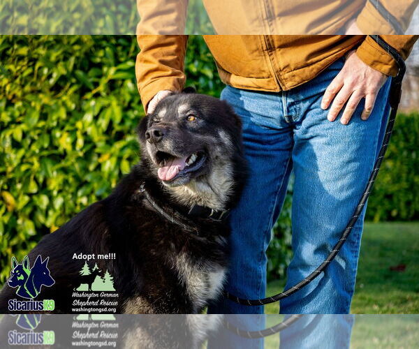 Medium Photo #5 Alaskan Malamute-Huskies  Mix Puppy For Sale in Seattle, WA, USA
