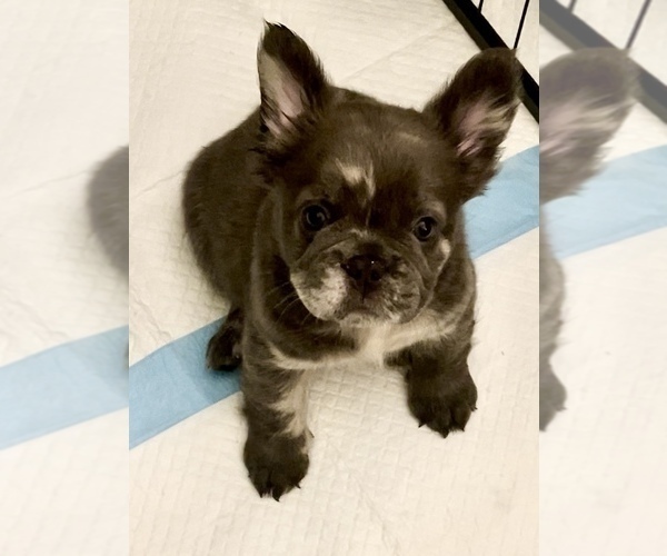Medium Photo #1 French Bulldog Puppy For Sale in PHILADELPHIA, PA, USA