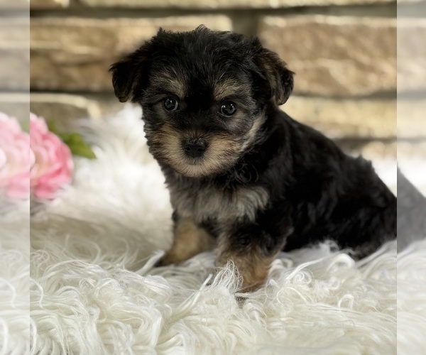 Medium Photo #4 Morkie Puppy For Sale in ROCK STREAM, NY, USA