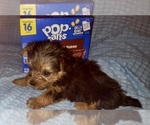 Small Photo #316 Yorkshire Terrier Puppy For Sale in AKRON, OH, USA