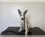 Small Carolina Dog-Siberian Husky Mix