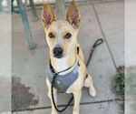 Small Labrador Retriever Mix