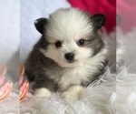 Small #1 Pomeranian