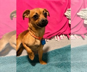 Chihuahua Dogs for adoption in Mukwonago, WI, USA