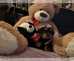 Small #2 Yorkshire Terrier