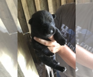 German Shepherd Dog Puppy for sale in CAMPTON, KY, USA
