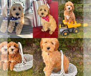 Cockapoo-Poodle (Miniature) Mix Puppy for sale in RICHMOND, IL, USA