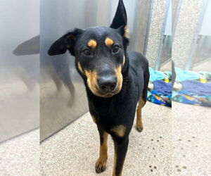 Mutt Dogs for adoption in Martinsburg, WV, USA