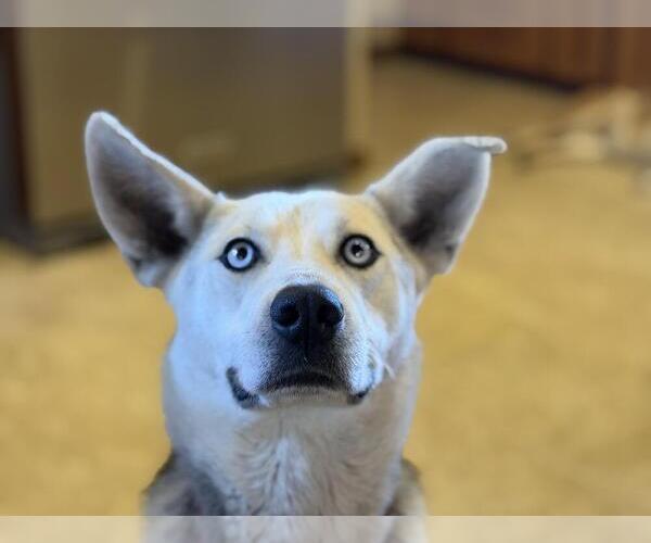 Medium Photo #2 Gerberian Shepsky Puppy For Sale in Andover, MN, USA