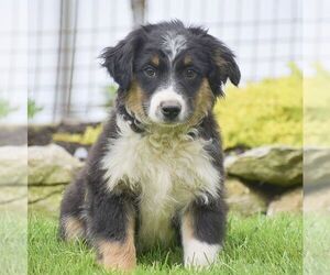 Miniature Australian Shepherd Puppy for Sale in EPHRATA, Pennsylvania USA