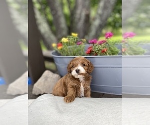 Cavapoo-Poodle (Miniature) Mix Puppy for sale in MURFREESBORO, AR, USA