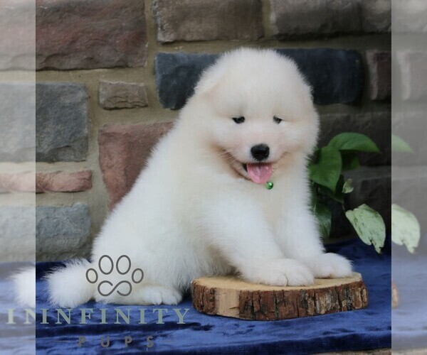 Medium Photo #3 Samoyed Puppy For Sale in LEOLA, PA, USA