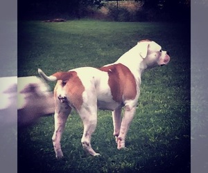 Mother of the American Bulldog puppies born on 05/28/2022