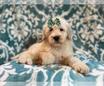 Small Photo #10 Poodle (Standard) Puppy For Sale in LAKELAND, FL, USA
