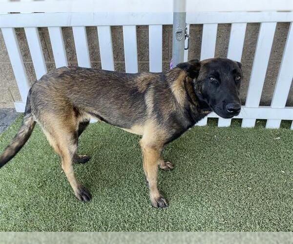 Medium Photo #1 Mutt Puppy For Sale in Modesto, CA, USA