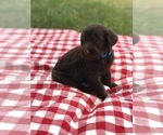 Small Photo #5 Labradoodle Puppy For Sale in BOWLING GREEN, KY, USA