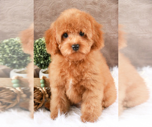 Cavapoo-Poodle (Toy) Mix Puppy for sale in SYRACUSE, IN, USA