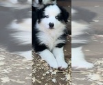 Small Photo #12 Australian Shepherd Puppy For Sale in COULTERVILLE, CA, USA