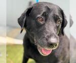 Small #2 Labrador Retriever