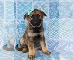 German Shepherd Dog-Norwegian Elkhound Mix Puppy for sale in RONKS, PA, USA