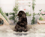 Small Photo #9 Cocker Spaniel Puppy For Sale in WARSAW, IN, USA