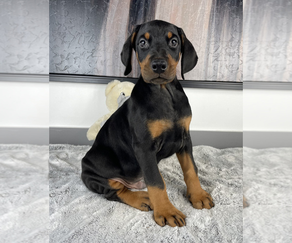 Medium Photo #3 Doberman Pinscher Puppy For Sale in FRANKLIN, IN, USA