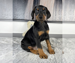 Small Photo #3 Doberman Pinscher Puppy For Sale in FRANKLIN, IN, USA