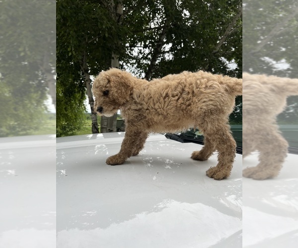 Medium Photo #8 Poodle (Standard) Puppy For Sale in KIMBALL, MN, USA